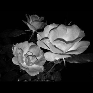 Meet your Posher, Elva